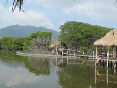 Mangrove reforestation in Khanh Hoa