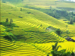 Stair field in Sa Pa