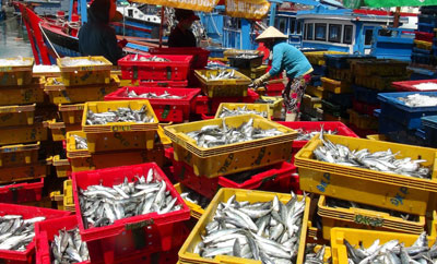 Bumper crop of anchovies