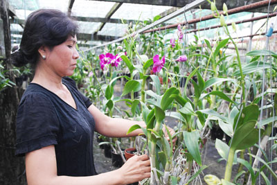 Good income from growing orchids