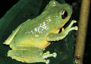 New frog species discovered in Khanh Hoa and Lam Dong