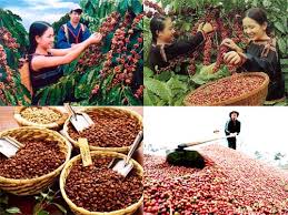 Vietnam exports 1.35 million tons of coffee in 9 months