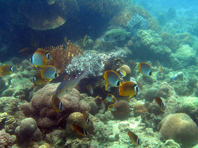 Developing ecotourism in Ran Trao Marine Reserve