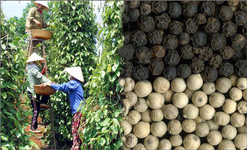 Vietnam remains biggest pepper exporter in the world