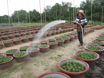 Favorable start for chrysanth growing season in Cam Lam