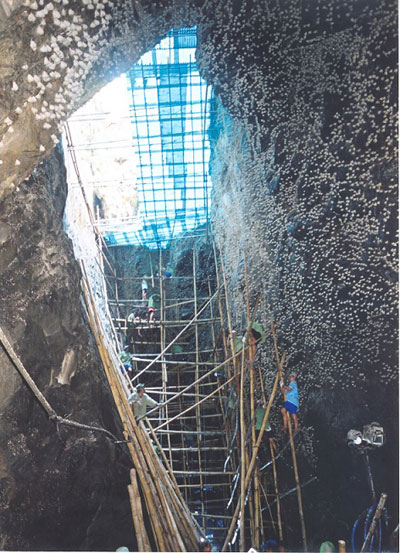 Salangane caves in Vietnam totalled 237