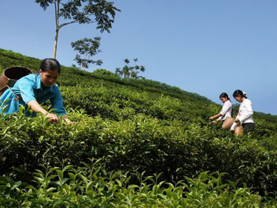 Pakistan keeps the biggest tea buyer of Vietnam