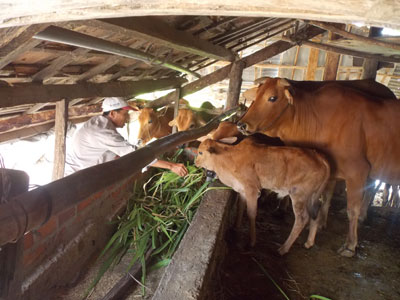 Raising cows for reproduction in Van Ninh District