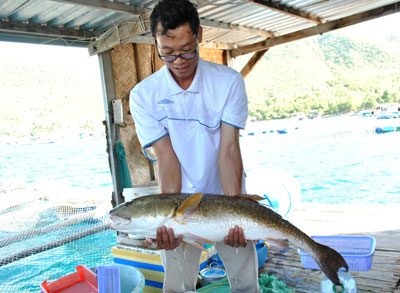 Red drum expected to become new kind of fish raised in Khanh Hoa