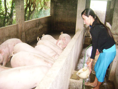 Women in Ninh Hoa Town help each other to develop economy