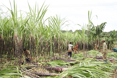 Cultivated area hits 85,500 hectares
