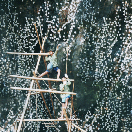 3,380 kilograms of island salangane nests exploited in 2014