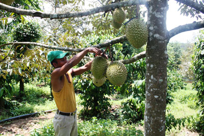 An exemplary Raglai man