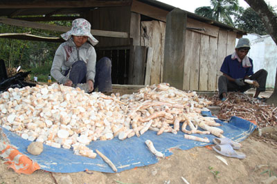 Dried manioc at only VND3,500/kg