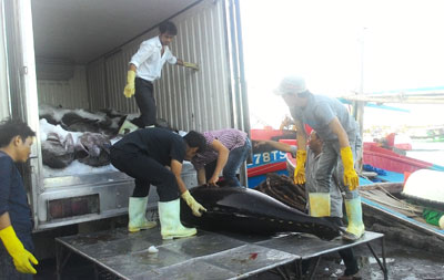 Tunas carried from boats to refrigerated vans