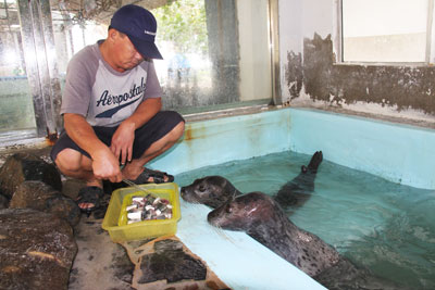 Feeding sea-calves