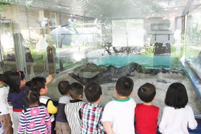 Visitors, especially children, like the sea-calves very much.