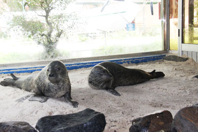 Two sea-calves live in air-conditioned room with sand-bank and pool.