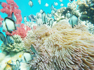 Beautiful corals on sea bed in Hon Mot