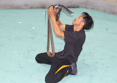 Nha Trang Snake Show, new destination for tourists