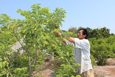 With the support from Cam Thanh Bac Commune veteran association, Thai Lap Tu’s family can invest efficiently in trees planting.