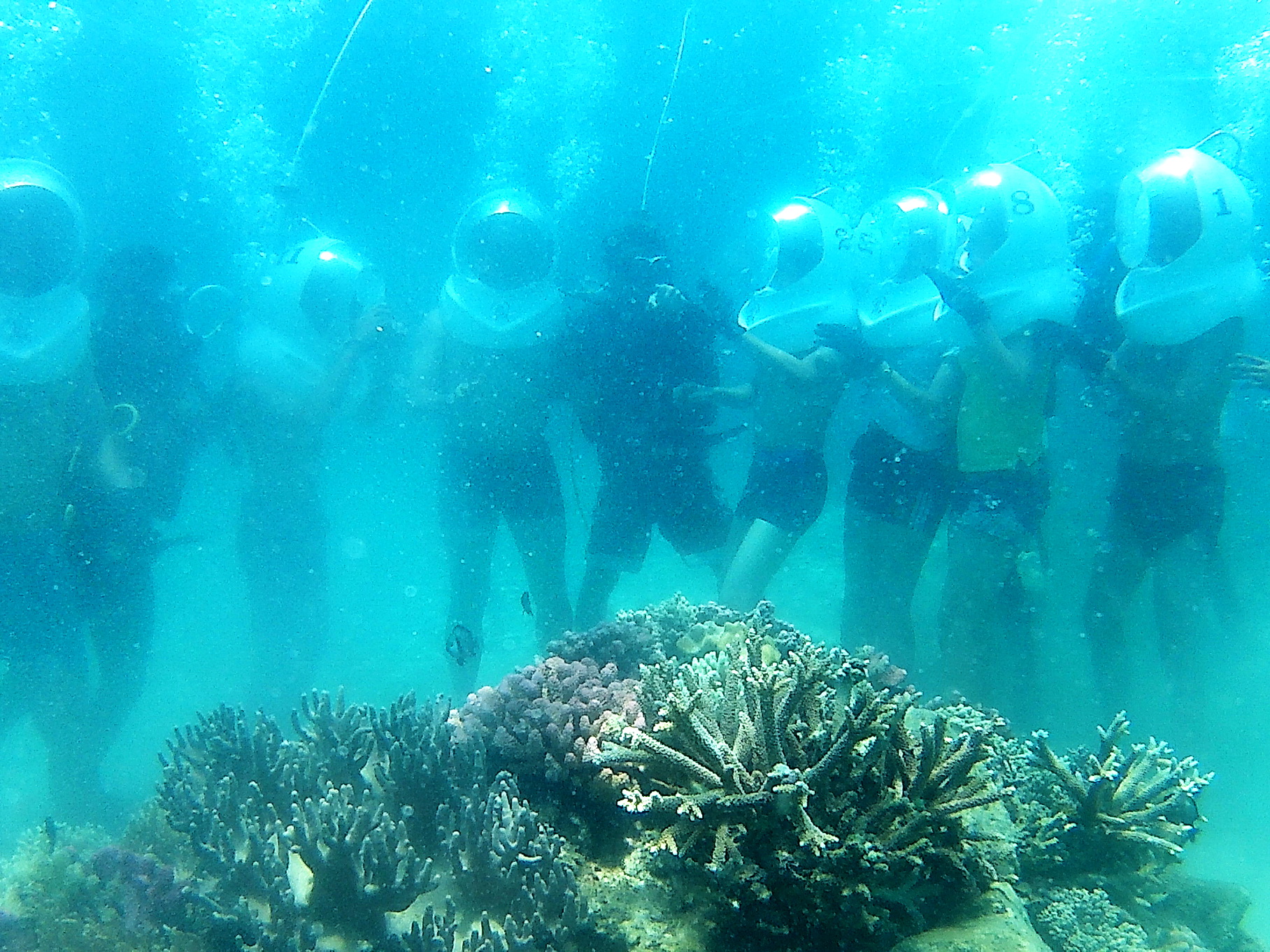 Sea walking service opens again