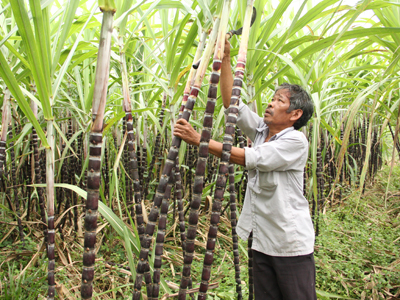 Purple sugar-cane, one of main plants in Khanh Son District.