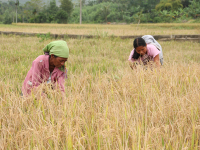 Raglai people in Khanh Son harvesting wet rice.