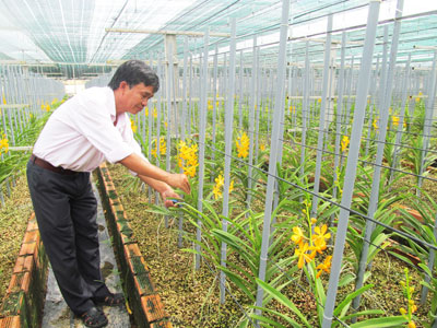 Success with tropical orchid garden