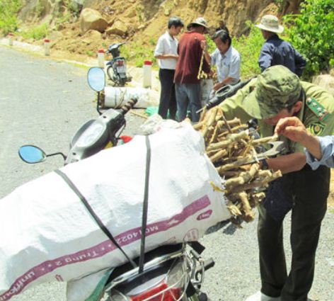 Research subject on Paramignya trimera approved