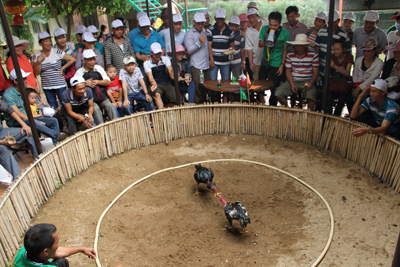 Cock fighting.