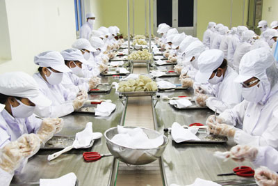 Processing salangane nests in Khanh Hoa Salangane Nest Company