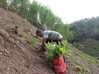 Growing acacias in Khanh Son District