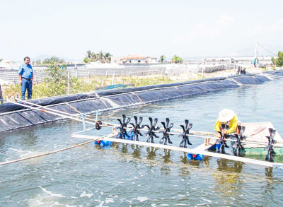 Le Quang Toan has enriched from raising shrimps.