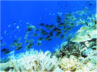 Marine biodiversity protection