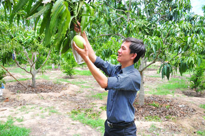 Nguyen Minh Thuan in his mango farm.