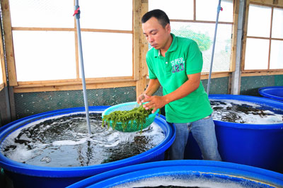 Dang Ngoc Thoai checking green caviar grewing under new technique.