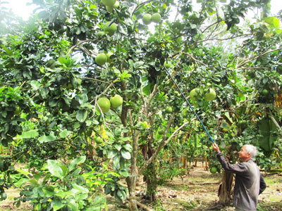 Harvesting pomelos in Khanh Vinh District