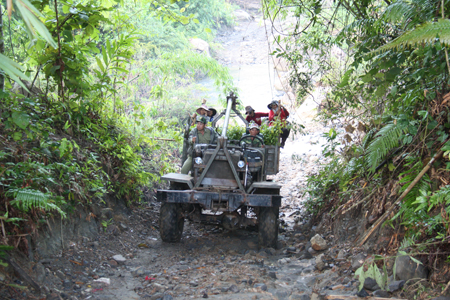 On the way to plant forest.