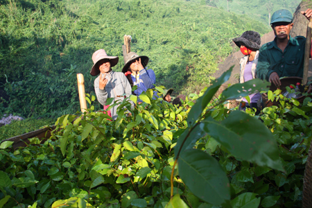 Smiles of forest planters. 