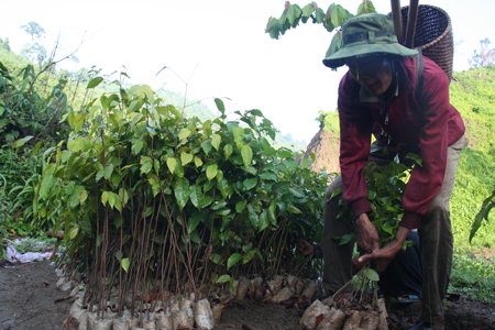 Hopea odorata is chosen to plant preventive forest.