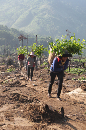 People carrying plants to planting location.