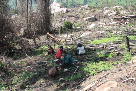 Forest planters having lunch.