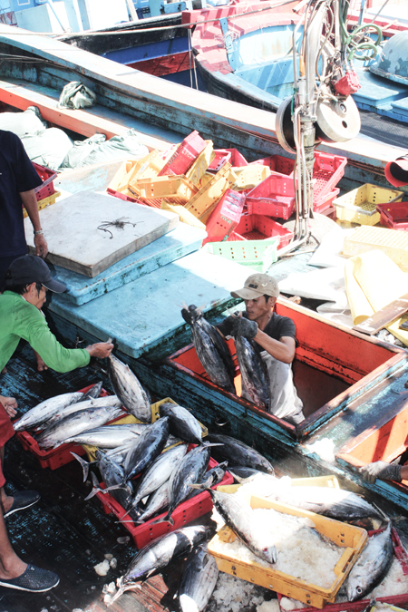 Skipjack tunas carried from boat to land