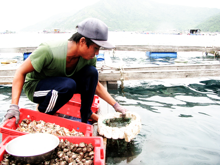 Raising lobsters in Cam Binh Commune