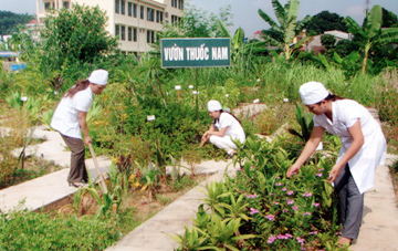 Medicinal herb garden donated to Khanh Hoa Psychiatrics Hospital