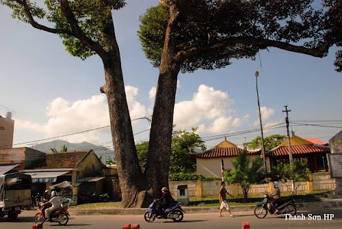 8 Vietnam Heritage Trees recognized in Khanh Hoa