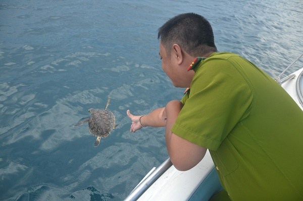Hawksbill sea turtle released into sea