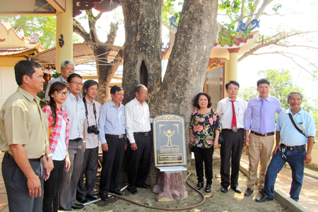 Strychnos nux-vomica tree at Am Chua historical and cultural relic site.