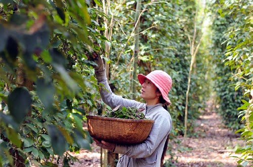 Pepper selling at VND150,000 – VND160,000/kg